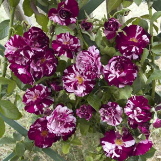 Роза катерлива New Imagine®, C5 изображение 18