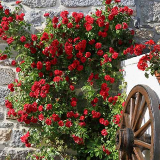 Роза катерлива Paul's Scarlet, root ball изображение 6