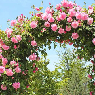 Роза катерлива Pink, root ball изображение 7