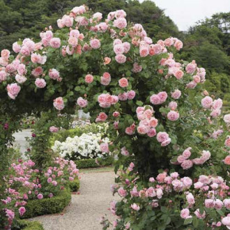 Роза катерлива Valeria изображение 8