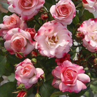 Роза миниатюрна Triple Treat изображение 7