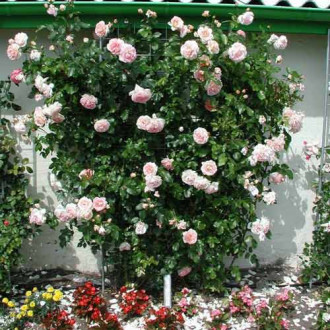 Trandafir urcător Amaretto imagine 18