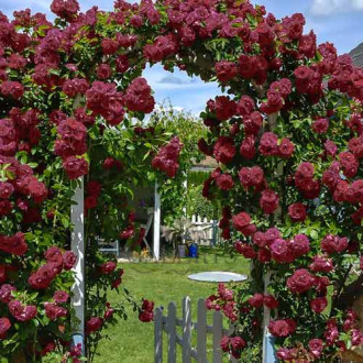 Trandafir urcător Black Prince imagine 17