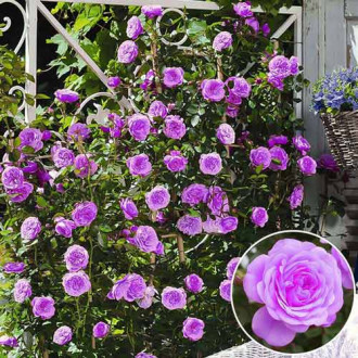 Trandafir urcător Blue Dream imagine 9