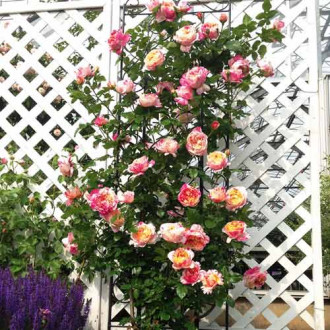 Trandafir urcător Impressionist imagine 18