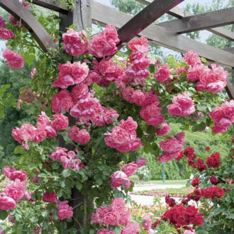 Róża pnąca Rosarium Uetersen interface.image 10