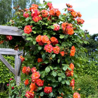 Róża (Rosa) pnąca Westerland interface.image 3