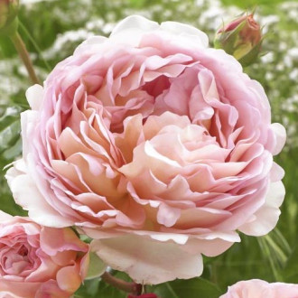 Róża rabatowa Abraham Darby interface.image 7