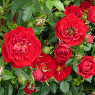 Роза Red The Fairy изображение 15