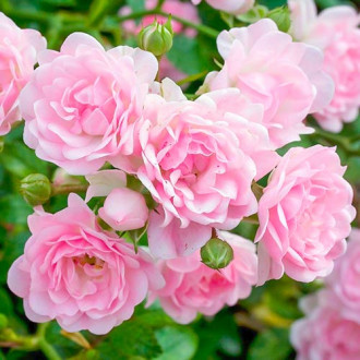 Роза The Fairy изображение 16