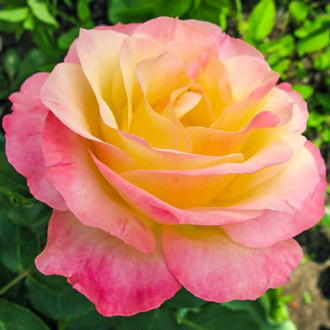 Róża (Rosa) wielkokwiatowa Gloria Dei interface.image 15
