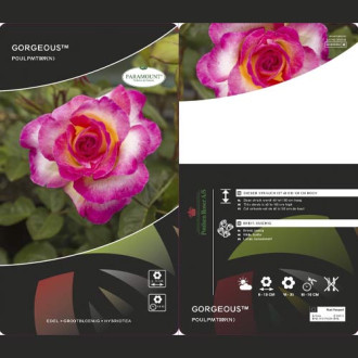 Róża wielkokwiatowa Gorgeous Paramount®, С5 interface.image 5