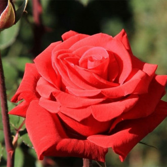 Róża (Rosa) wielkokwiatowa Red Berlin interface.image 17