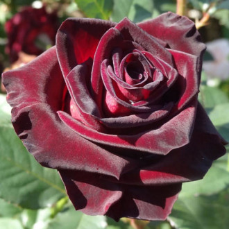 Róża wielkokwiatowa Royal Baccara interface.image 12