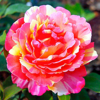 Róża wielkokwiatowa Variegata di Barni® interface.image 9