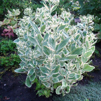 Rozchodnik okazały (Sedum) Frosty Morn interface.image 2