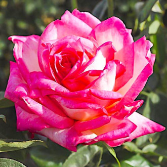 Róża (Rosa) wielkokwiatowa Desse interface.image 8