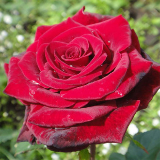 Róża (Rosa) wielkokwiatowa Grand Gala interface.image 13