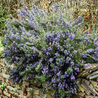 Rozmarin Pointe du Raz imagine 6