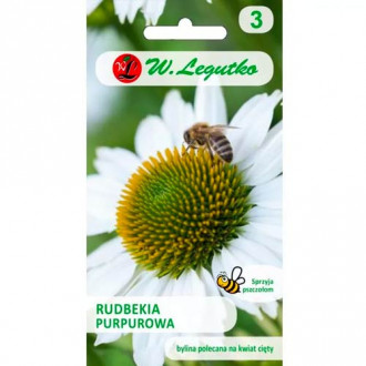 Jezowka (Echinacea) biała interface.image 6