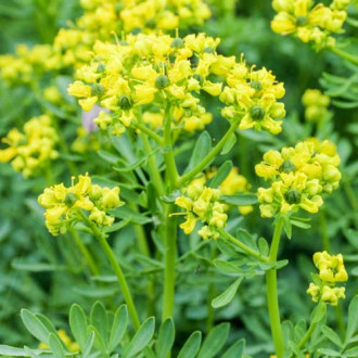 Rută de grădină imagine 2