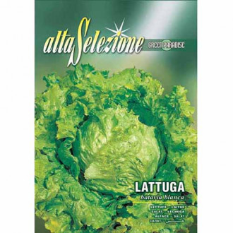 Салата Batavia blanca изображение 9