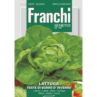 Salată de capățână Testa di Burro d'Inverno imagine 6