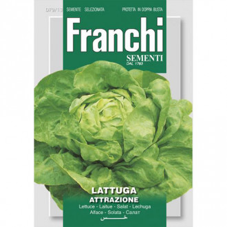 Salată de capătână Attrazione imagine 2