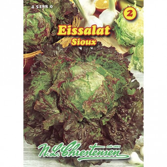 Salata glowiasta Sioux