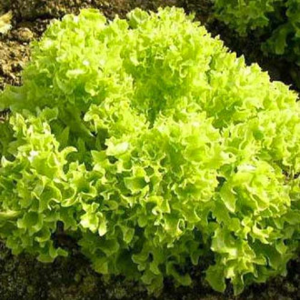 Salată Lollo Bionda imagine 11