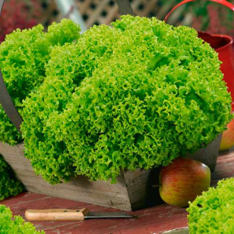 Салата Lollobrigida изображение 9