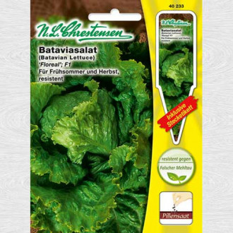 Salată tip batavia Floreal F1 imagine 12