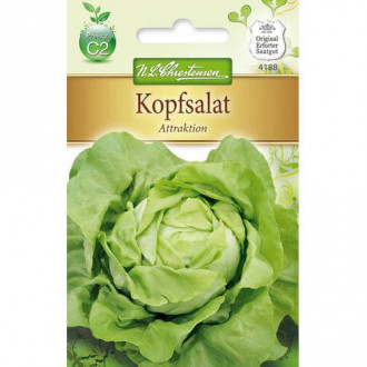 Salată verde Attraktion imagine 5