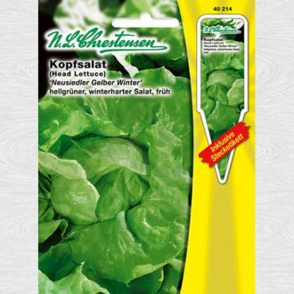 Salată verde Yellow Winter imagine 18