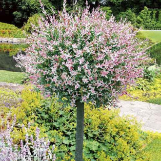 Salcie japoneză Hakuro Nishiki, C3 imagine 8