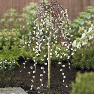 Salcie Kilmarnock, C5 imagine 10