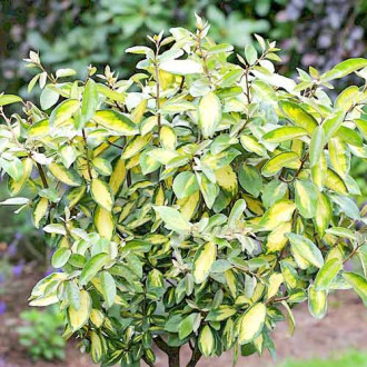 Sălcioară Limelight imagine 1