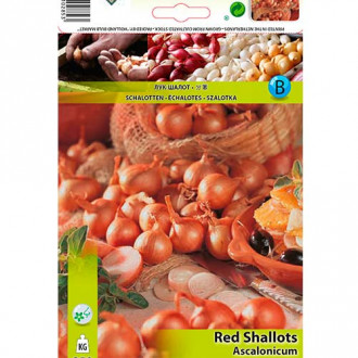 Șalotă roșie imagine 1