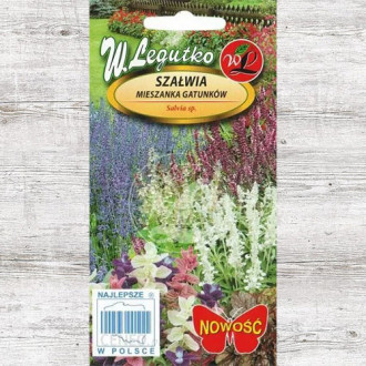 Salvie, amestec de soiuri Legutko imagine 8