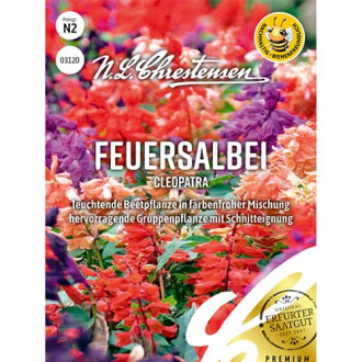 Salvie decorativă Cleopatra, mix multicolor imagine 7