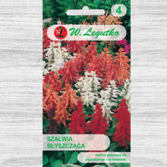 Salvie decorativă, mix multicolor Legutko imagine 13