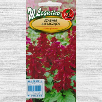 Salvie decorativă vișinie imagine 2