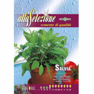 Salvie medicinală imagine 16