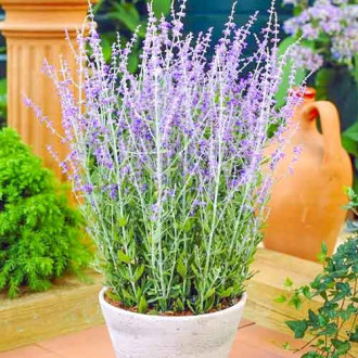 Salvie rusească Blue Spire imagine 10