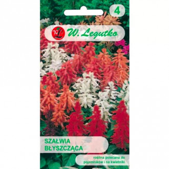 Салвия декоративна, смес Legutko изображение 6