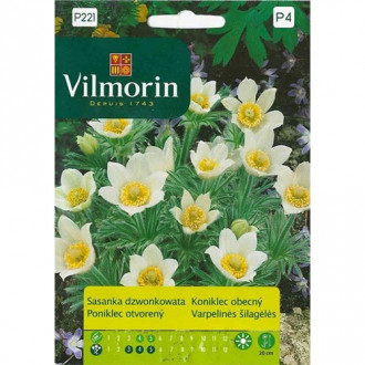 Sasanka dzwonkowata biała Vilmorin interface.image 1