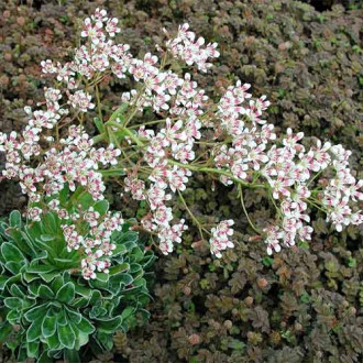 Saxifraga Pyramidalis imagine 3