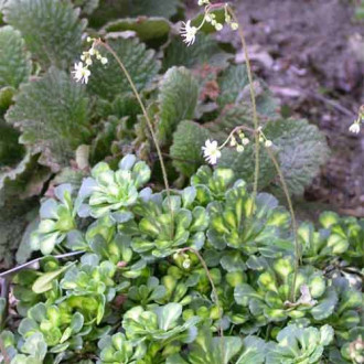 Saxifraga Variegata imagine 2