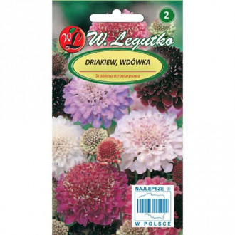 Scabiosa caucasica, mix multicolor imagine 5