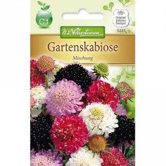 Scabiosa, mix multicolor imagine 3